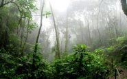 amazon rainforest