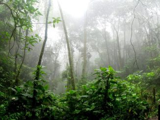 amazon rainforest