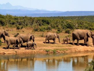 elephants