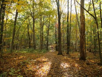 forest bathing