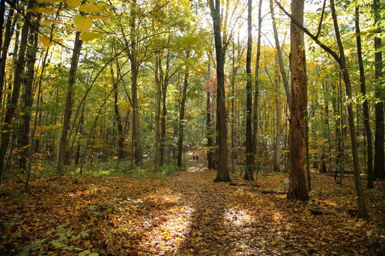 forest bathing