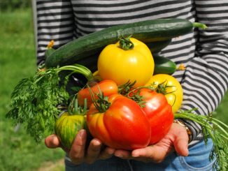 growing vegetables