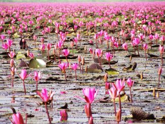 Thailand's Lake