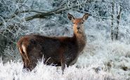 christmas animals