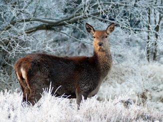 christmas animals