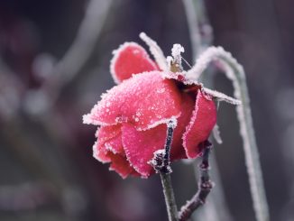 december blooms