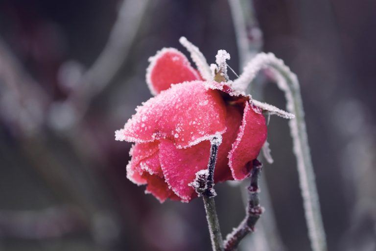 december blooms