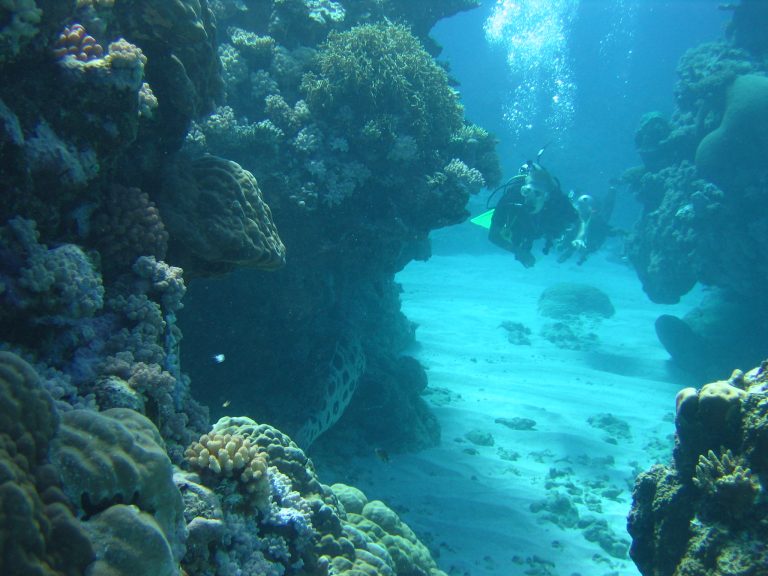 great barrier reef