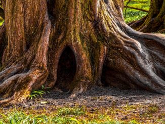 Oldest Forest in the World