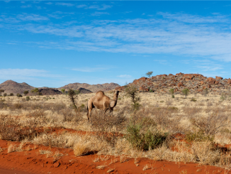 camels