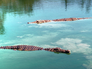 people and crocodiles