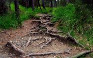 tree bridges