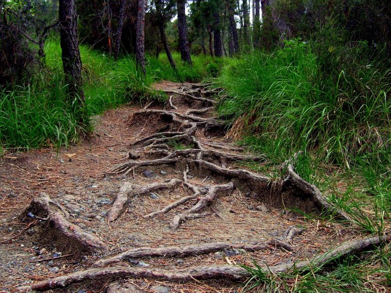 tree bridges