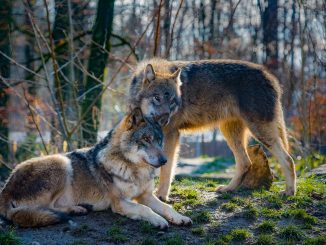 wolves shelter