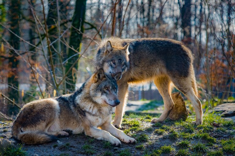 wolves shelter