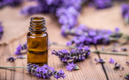 Lavender Essential Oils