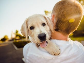 pets at home