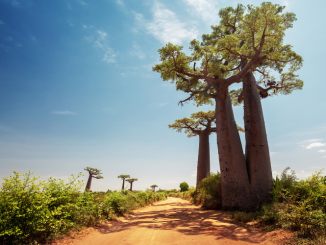 baobabs