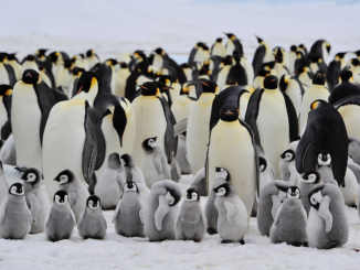 emperor penguins