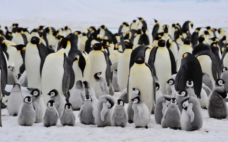 emperor penguins