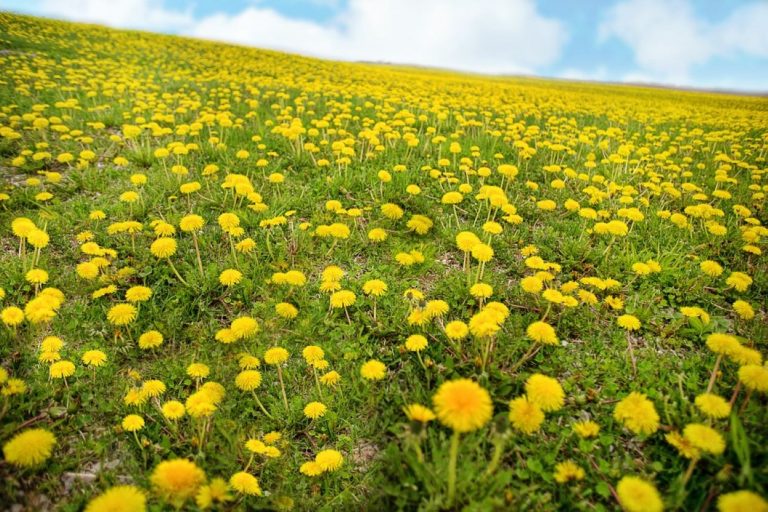 Dandelions