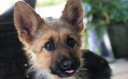 german shephers dwarfism
