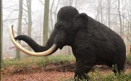 mammuth