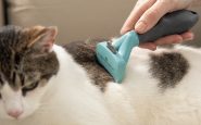 cat brush