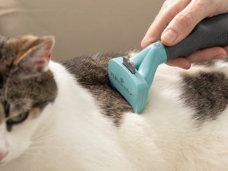 cat brush