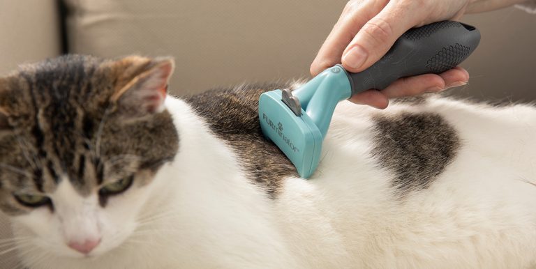 cat brush