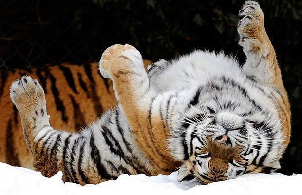 Siberian tiger