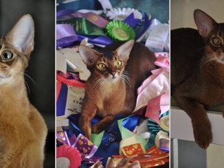 Abyssinian kittens