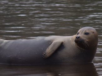 freddie the seal