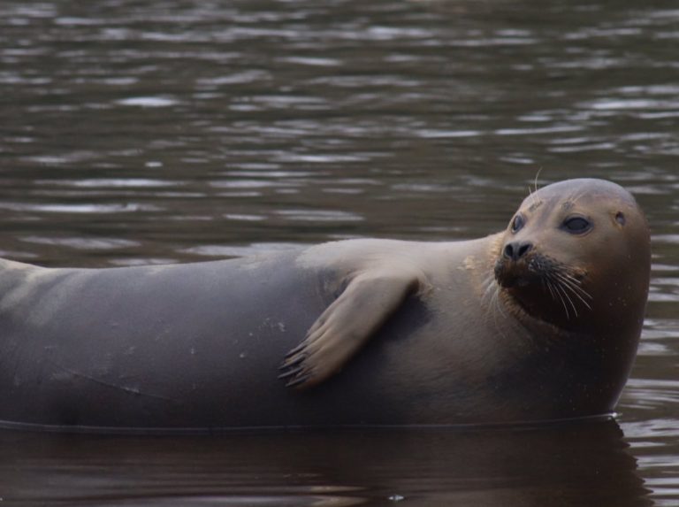 Freddie the seal dies