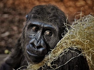reddit wallstreetbets adopt 3500 gorillas in six days