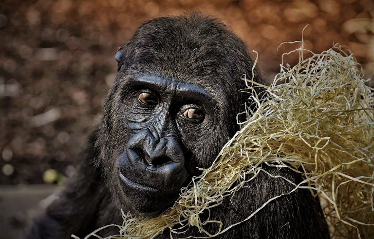 Reddit WallStreetBets adopt 3,500 gorillas in six days