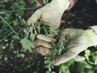 Prison: an educational farm