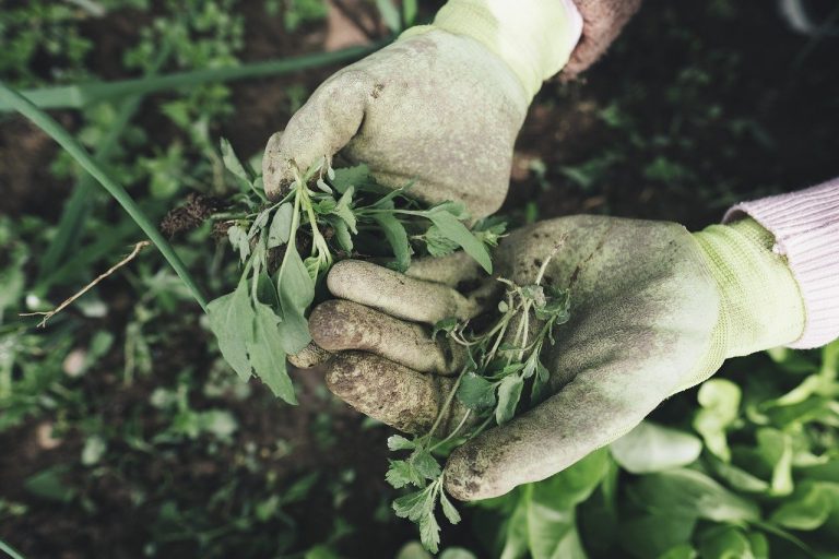 A prison introduces an educational farm for prisoners