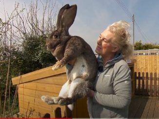 darius giant rabbit