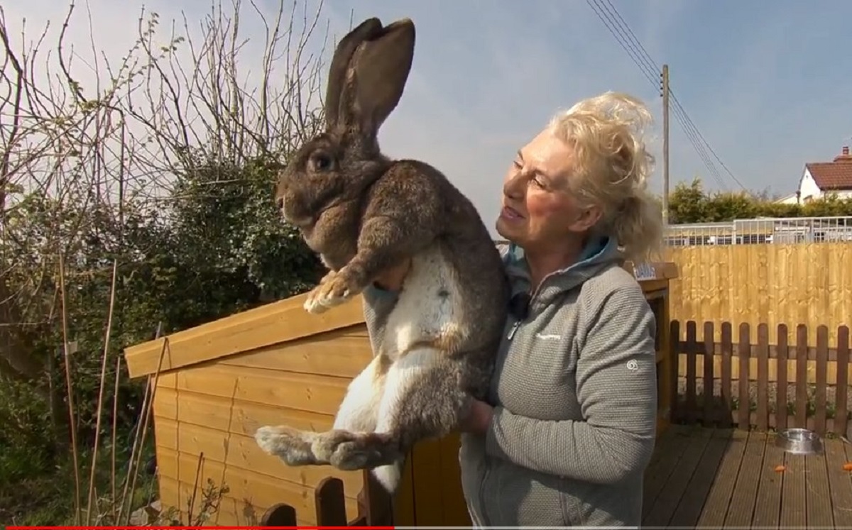 Darius the world’s biggest rabbit, stolen NewsHub.co.uk