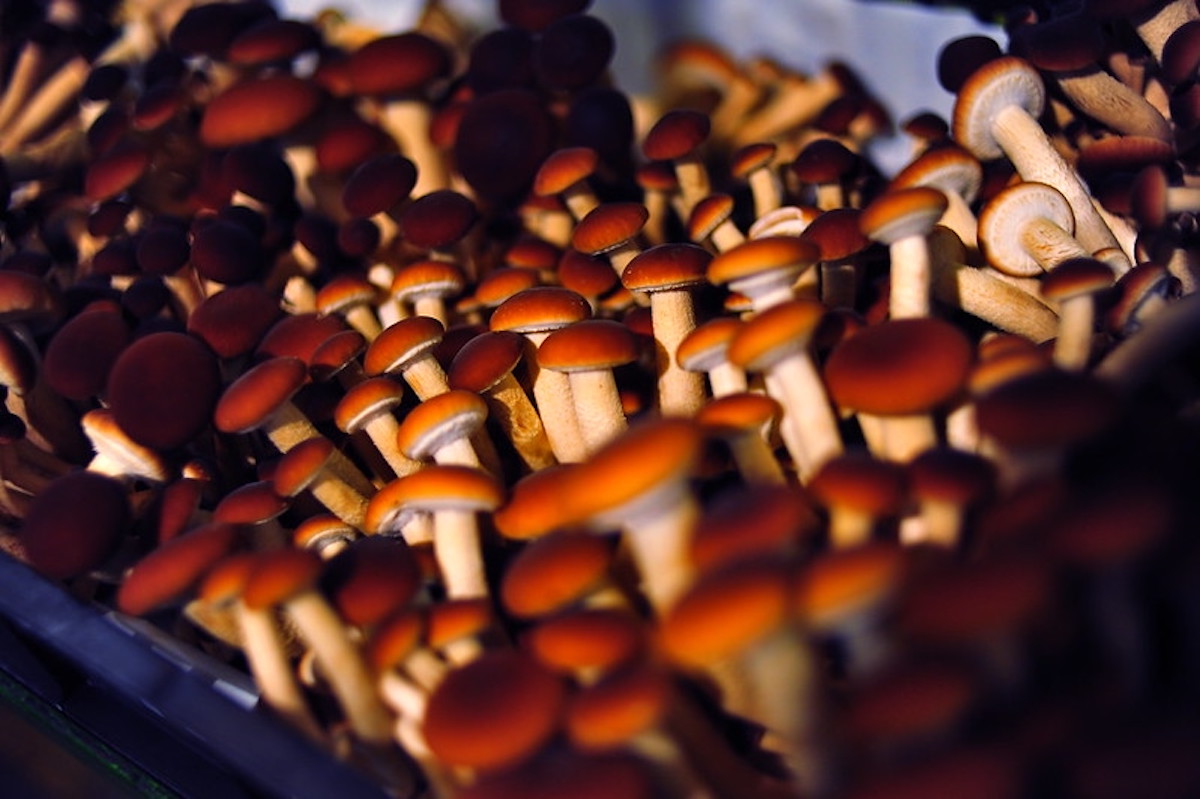 Magic mushrooms to treat depression, a study says NewsHub.co.uk