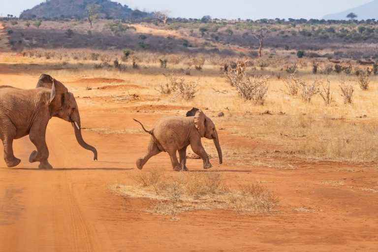 The elephant trampled ‘poacher’ to death while fleeing rangers at Kruger National Park