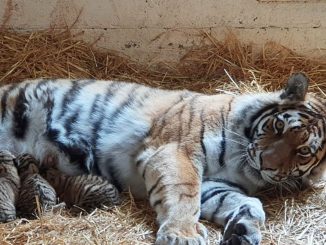 amur tiger cubs