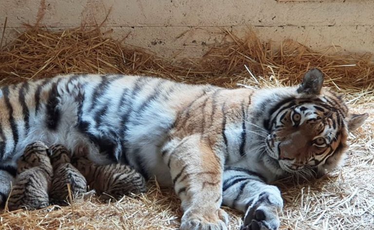 amur tiger cubs