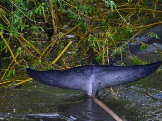 minke whale in thames