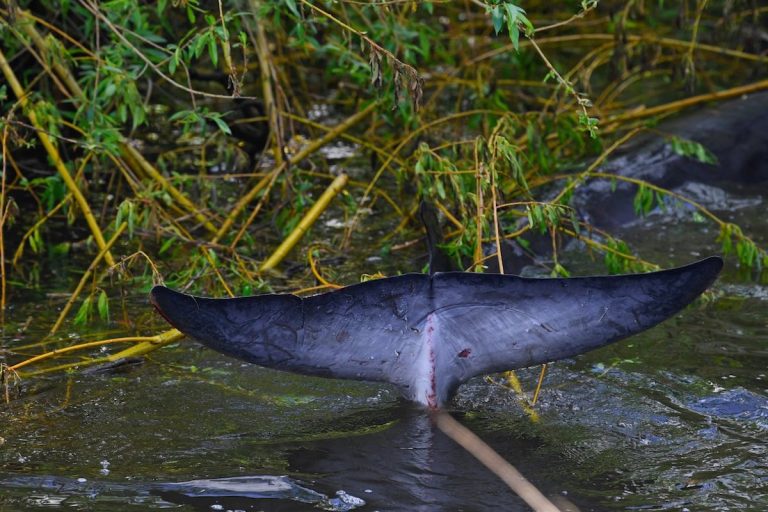 minke whale in thames