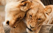 South Africa: stop to the breeding of lions
