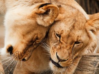 South Africa: stop to the breeding of lions
