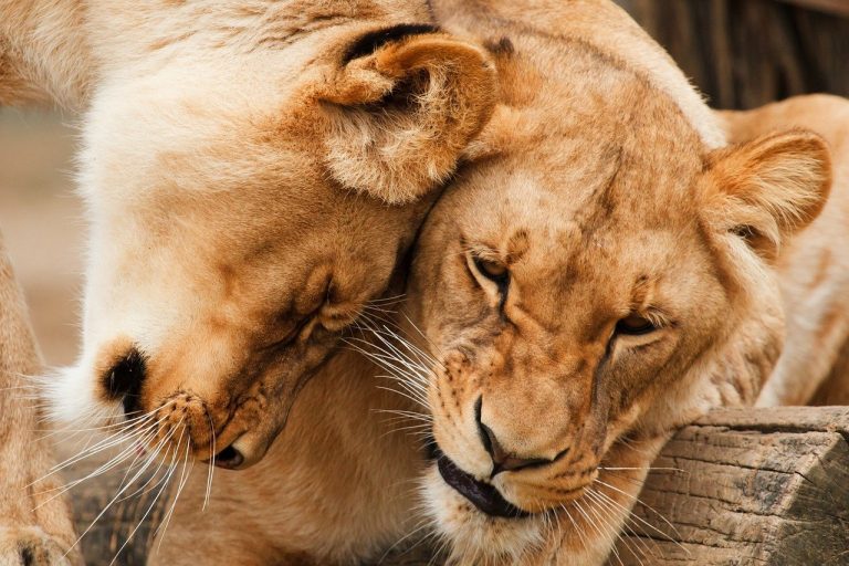 South Africa: ban on lion farming