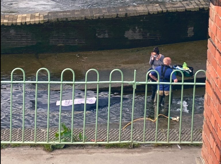 Whale stranded along the Thames- freed